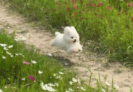 【ルンルン】全速力で花畑を楽しんでる犬が最強の可愛いさｗ