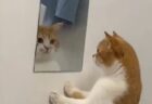 【鏡】「これは？」自分の可愛さに気づいてしまった猫、リアクションが可愛いｗｗｗｗ