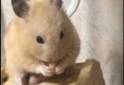 【ぽろっ】嫌いなおやつを間違えて受け取っちゃたハムスター、リアクションが可愛いｗ