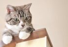 【天才】猫の「お手」を見たことありますか？しかも3回連続！