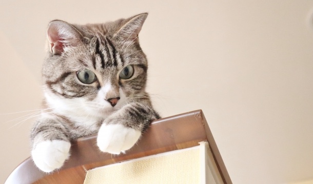 【天才】猫の「お手」を見たことありますか?しかも3回連続!