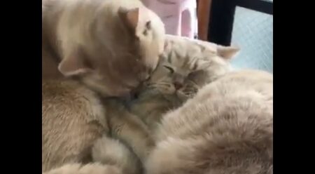 【動画】顔が潰れそうなぐらいくっつく2匹の猫が可愛すぎるｗ