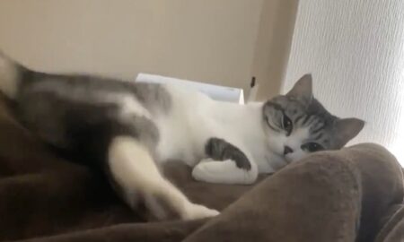 【笑】飼い主の足から降りたくない猫 vs 退かそうとする飼い主。ファイト！