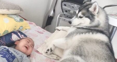 【動画】赤ちゃんに号泣されたハスキー犬の対応が最高すぎる！