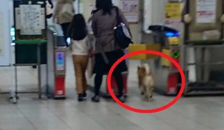 駅に侵入するも駅員さんに捕まっちゃった犬の表情ｗｗｗｗ