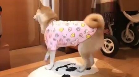 【たまらん】飼い主の帰宅を察知した柴犬、全力で喜ぶ姿が可愛すぎるｗ