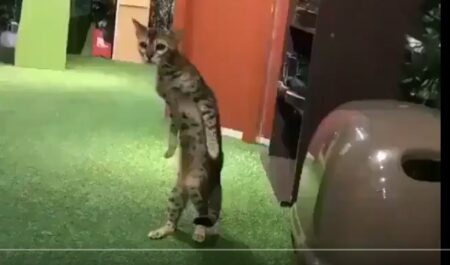 【直立】 何らかの理由でネコにされてしまった人、とりあえずネコのふりをしてみる