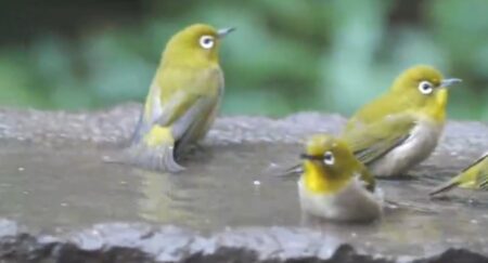 【動画】水たまり水遊びするメジロの集団、すっごく可愛いｗ