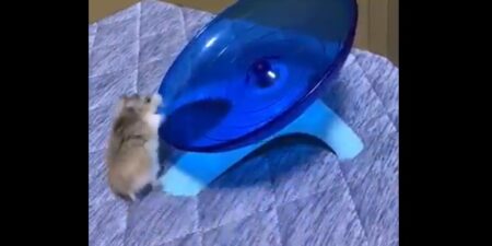 【！】何回飛ばされても走りたいハムスターが可愛すぎる！