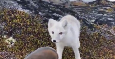 【純白】人間に興味津々なホッキョクギツネ、可愛すぎるｗ
