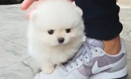まるで「わたあめの赤ちゃん」なポメラニアン！これは天使！