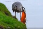 【凄】普通に魚をゲットした鳥、想像の10倍くらいのサイズにビビる！