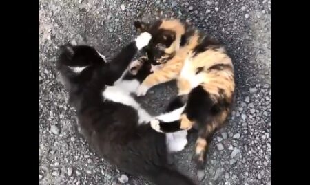 【！】子猫の乱闘事件が勃発！！これはたまらんｗｗｗｗ