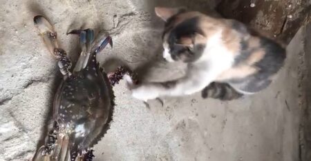 【笑】カニをつついて遊んでた猫、思わぬ反撃に飛び上がる　これは痛い！