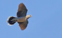 『鳩』になれる海外のゲームが面白そう！