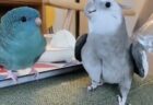 【可愛い！】「となりのトットロ～トットーロー♪」得意げに歌うオカメインコ
