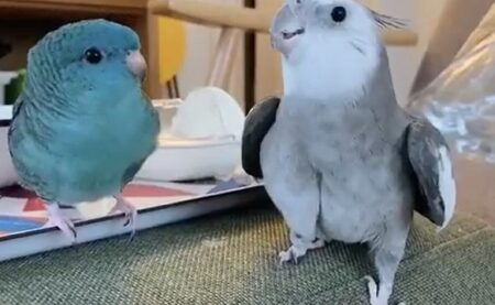 【可愛い！】「となりのトットロ～トットーロー♪」得意げに歌うオカメインコ