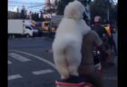【お尻ｗ】バイクに後ろ座席で飼い主につかまってるふわっふわな犬が激かわ