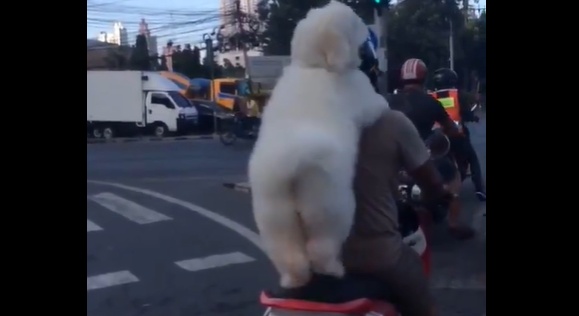 【お尻ｗ】バイクに後ろ座席で飼い主につかまってるふわっふわな犬が激かわ