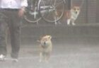 【ｗ】豪雨のなか散歩する柴犬と、後ろから見つめるコーギー