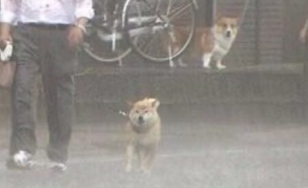 【ｗ】豪雨のなか散歩する柴犬と、後ろから見つめるコーギー
