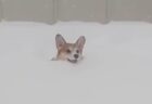 【笑】雪を泳ぐように走ってくるコーギー、すっごく嬉しそうｗ