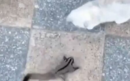 【感動】モモンガ VS. 猫の戦い・・・かと思いきや仲良しに！