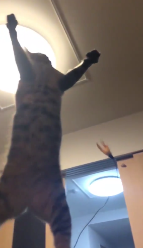 【にゃーん】猫ジャンプのスローモーション動画が迫力満点