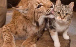 【話題】サンクトペテルブルクの動物園で、約12年一緒に飼われているリンクスと猫。可愛すぎる