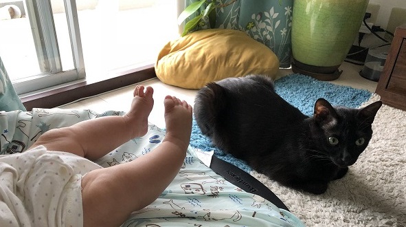 【ほっこり】ネコちゃんたち、頼まれてもないのに交代制で赤ちゃんの子守をする