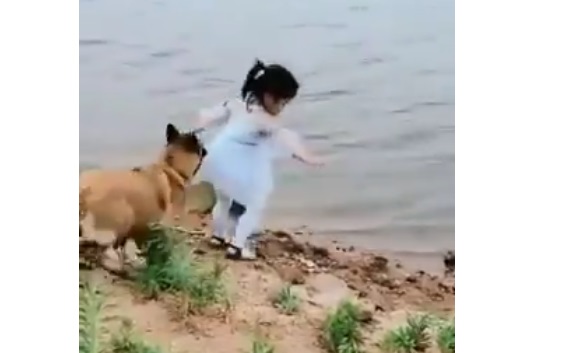 【泣いた】ワンコ、少女が海に近づいた瞬間少女のスカートを引っ張り引き倒して自らボールを取りに海へ
