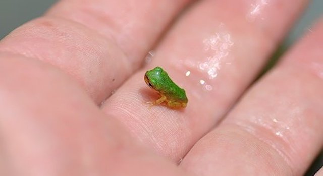 オタマジャクシからカエルになったばかりの『アマガエル』が可愛すぎる!