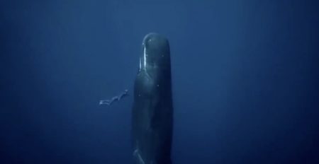 【貴重映像】インド洋で撮影されたクジラが「立ち寝」する様子