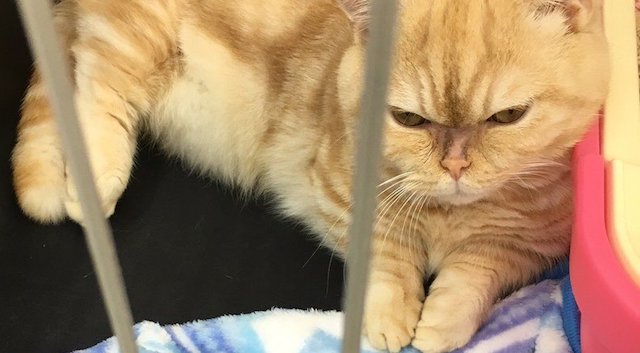 愛され続けると猫の顔も変わる!? 『ペットショップ → 現在』比較写真が話題に!