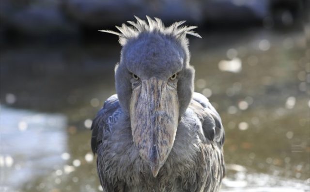 【動物園】ハシビロコウの「挨拶」が可愛すぎる!こうやってやるのか。