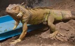 【BBC】蛇の大群から逃げ回るイグアナの「映像」がスリル満点！！