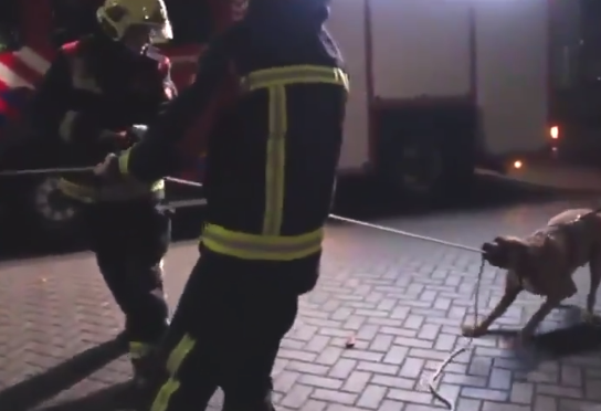 【ヘルプ】消防士の「作業」に犬が参加。勇敢な彼に拍手を！