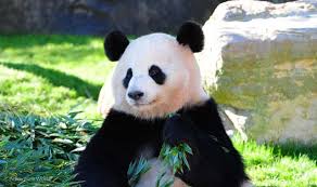 パンダがどうやって「笹」を食べるか見たことありますか？器用すぎるでしょ！