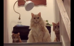 お上品な3匹の猫が話題！『高貴さを感じる…』『これは間違いなくロイヤル』