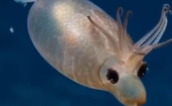 【可愛い子豚のようなイカ】深海で発見されたコブタイカに目が釘付けになる