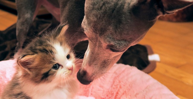 【犬と猫】食事中の子猫、じっと見てるワンコにおすそ分け、可愛すぎる!!!