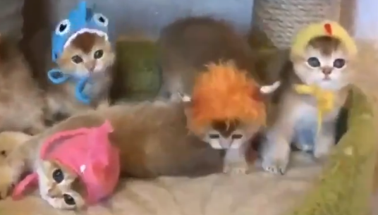 【猫パラダイス】子猫と帽子の組み合わせが最強すぎた・・・
