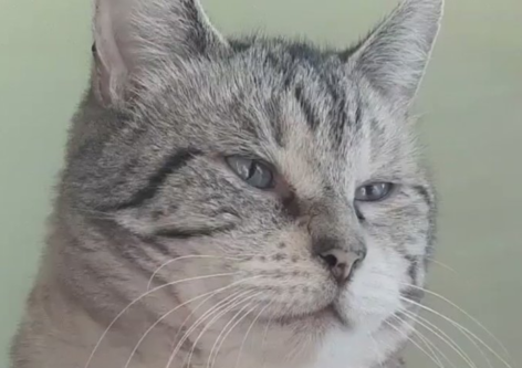 【動画】猫のあくびをスローモーションで・・・とっても気持ち良さそう!