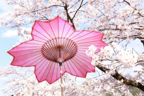 【傘日和】こんな『和傘』見たことない!あまりの美しさに心躍る!