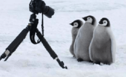 ペンギン、警戒心が全く無かった！カメラマンに近づく姿が可愛すぎる
