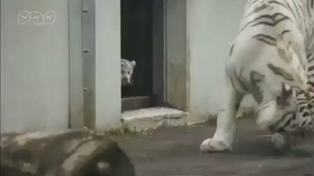 【動画】後ろから親を驚かせる白い虎の子供が可愛すぎる！