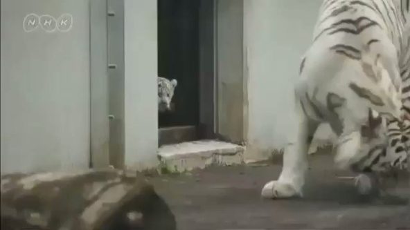 【動画】後ろから親を驚かせる白い虎の子供が可愛すぎる！