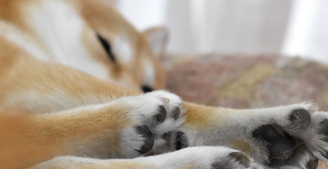 見てるだけで癒される♡ 幸せを満喫している柴犬にメロメロ♡
