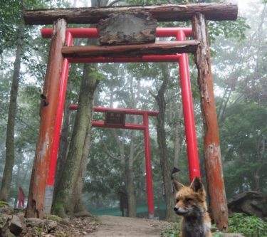 【話題】奇跡的な狐・稲荷神社・霧のコラボ!!『神の使いか』『すごい神秘的』
