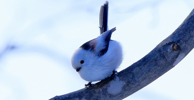 【速報】かわいすぎる野鳥の夢が叶い鼻セレブに登場!22日から限定発売!これは欲しいっ!!!